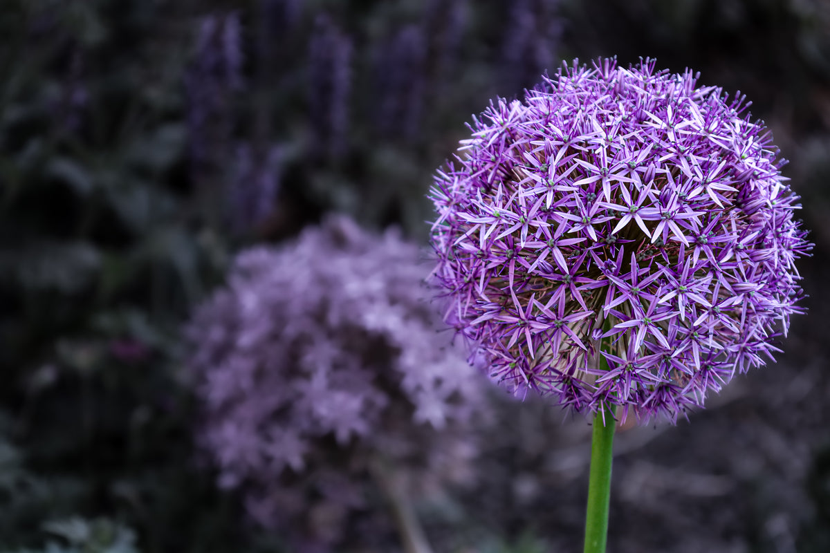 Allium - Photo impression giclée sur toile