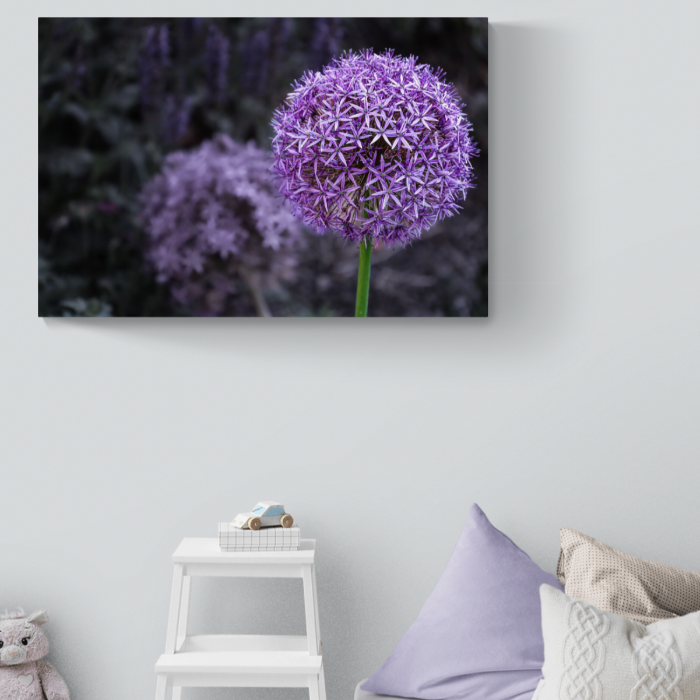 Allium - Photo impression giclée sur toile