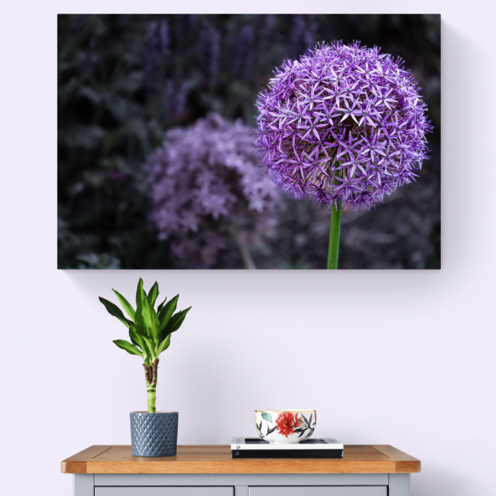 Allium - Photo Giclee Print on Canvas