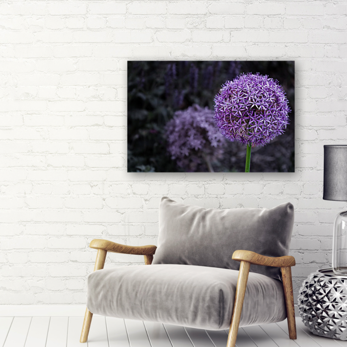 Allium - Photo Giclee Print on Canvas