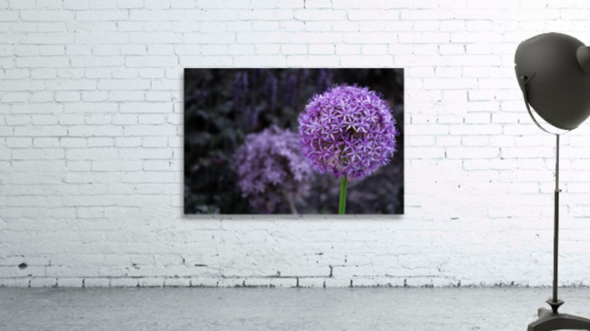 Allium- Giclee print on acrylic